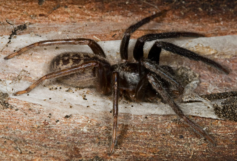 Segestria sp.