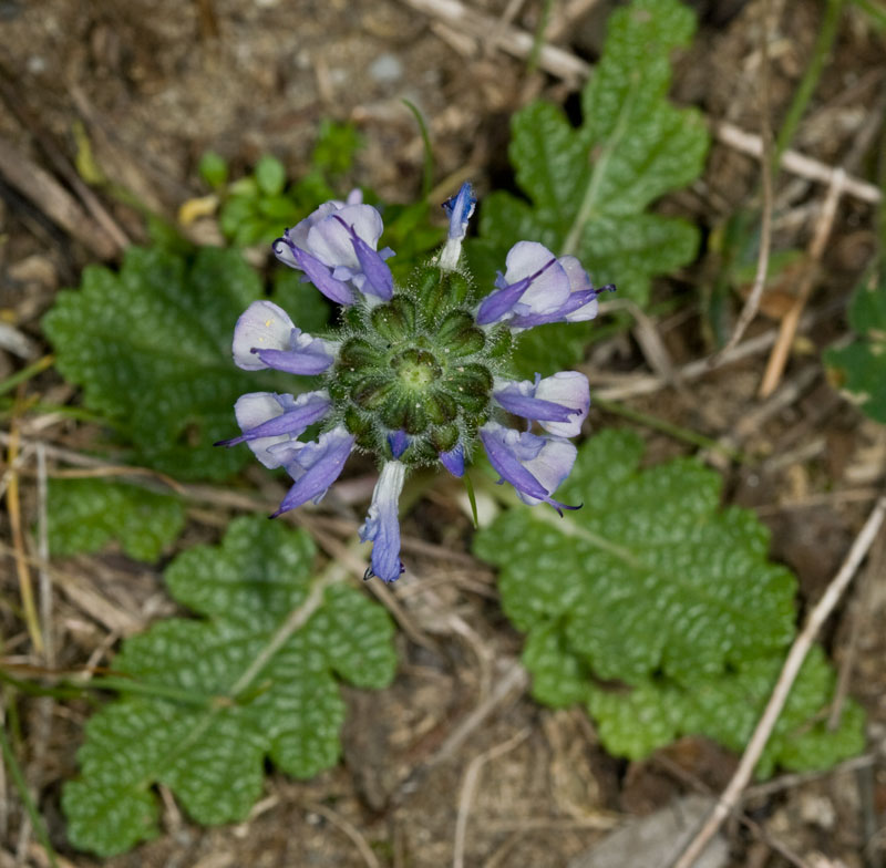 Salvia verbenaca / Salvia minore