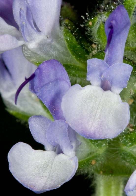 Salvia verbenaca / Salvia minore