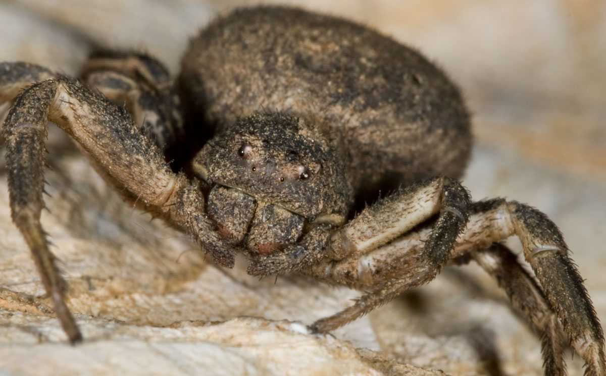 Ragno gladiatore (Xysticus (bufo?))