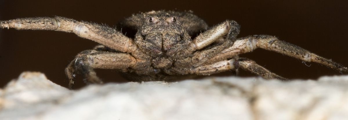 Ragno gladiatore (Xysticus (bufo?))