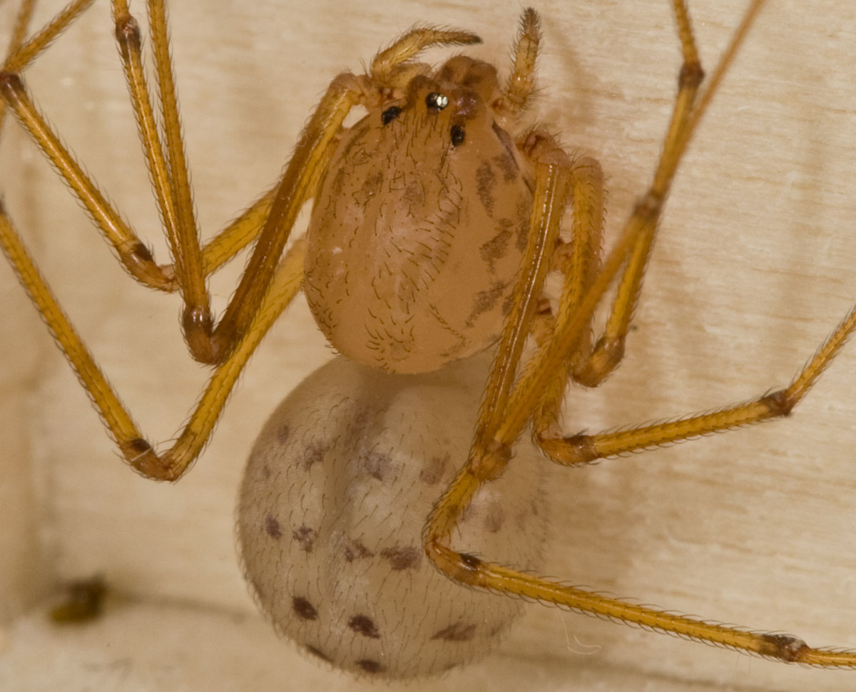 Scytodes sp.