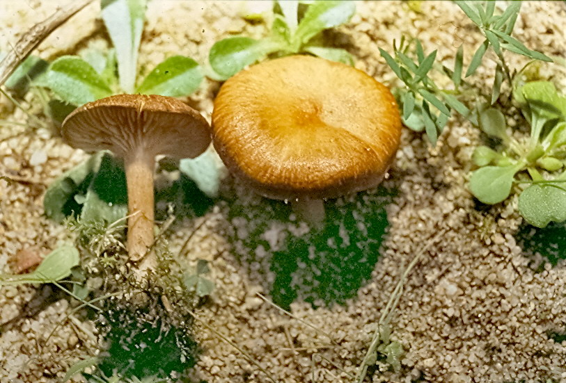 meraviglie mediterranee