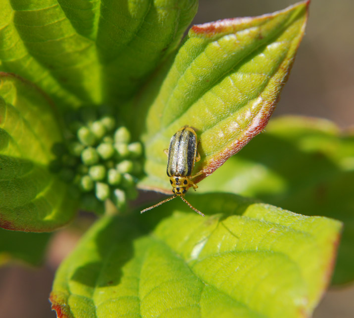 Xanthogaleruca (Chrysomelidae) a Firenze