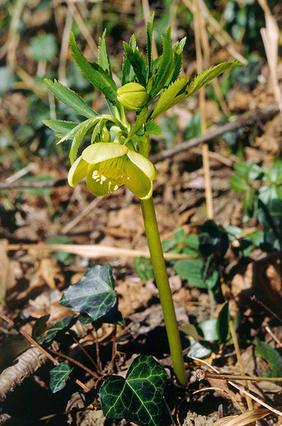 Fioriture precoci