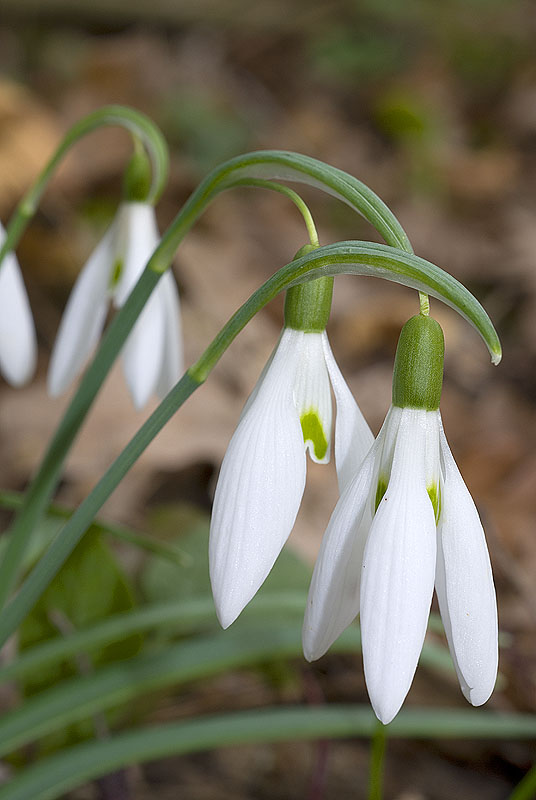 Fioriture precoci