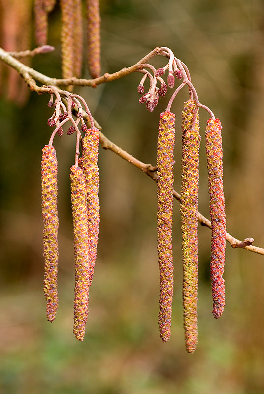 Fioriture precoci