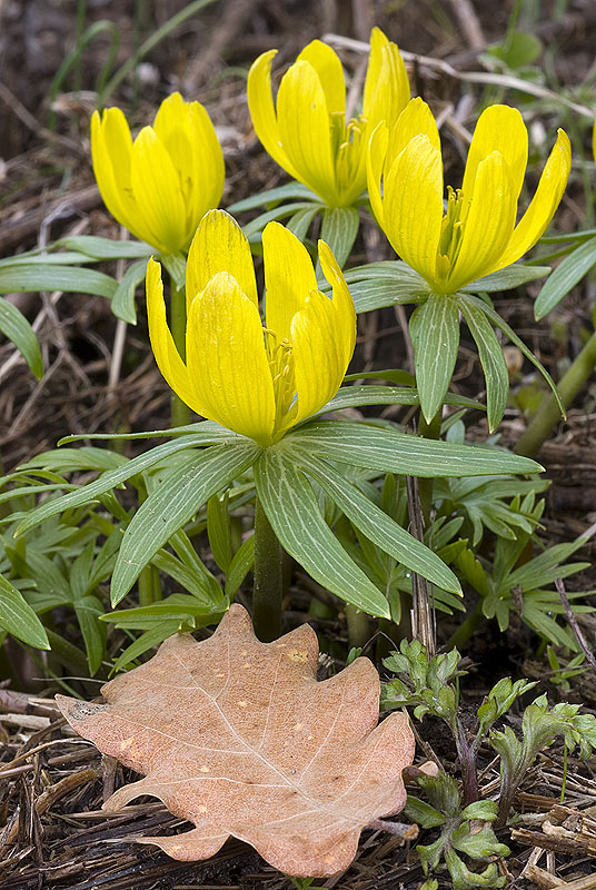 Fioriture precoci