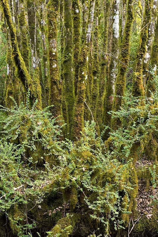Buxus sempervirens / Bosso comune