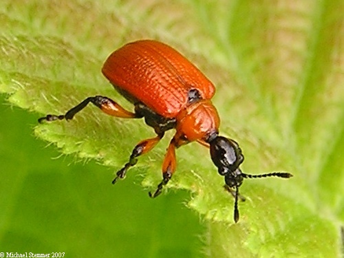 Curculionidae rosso