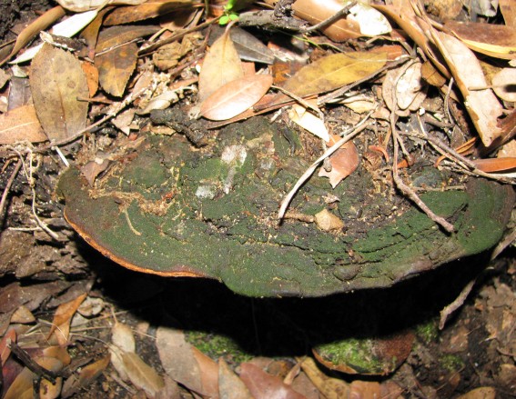 Polyporacea? (Phellinus torulosus)