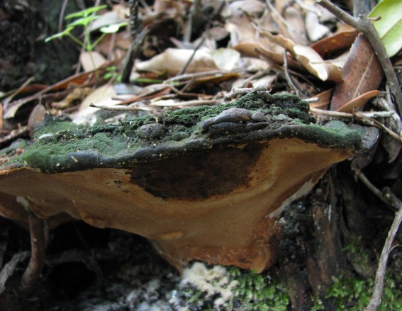 Polyporacea? (Phellinus torulosus)
