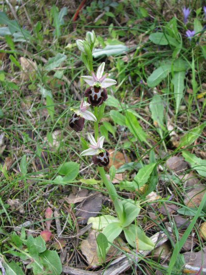 Ophrys morisii (Martelli) So