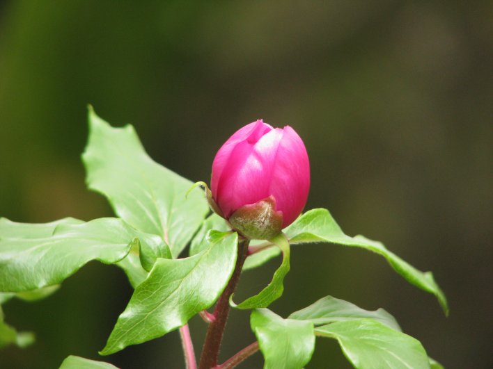 Paeonia morisii / Peonia di Moris