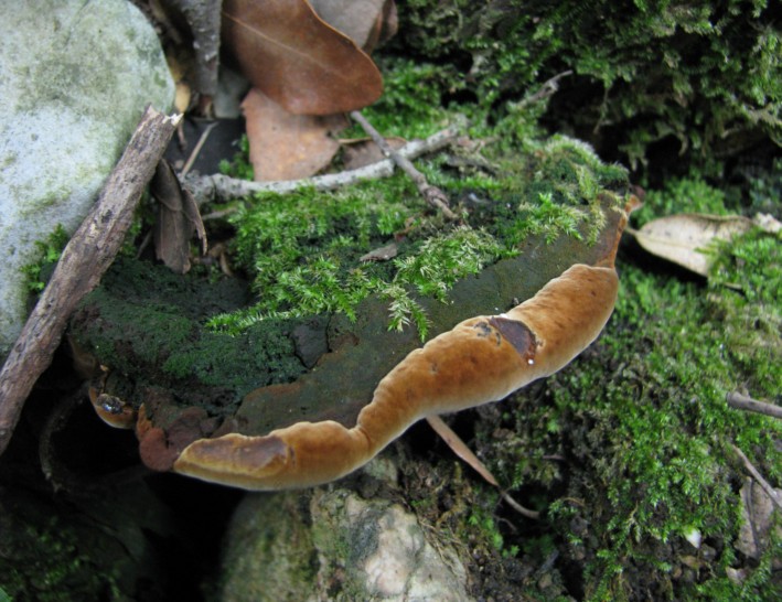 Polyporacea? (Phellinus torulosus)