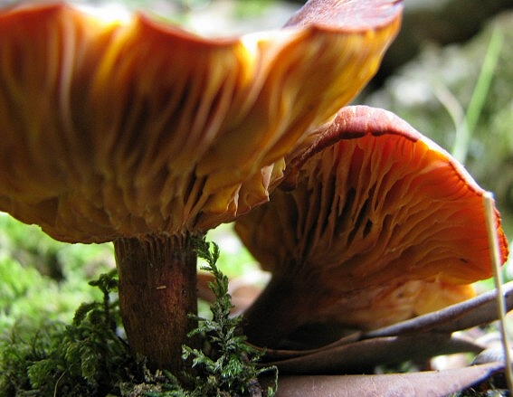 Determinazione parte1