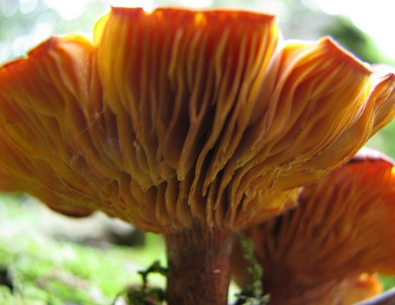 Determinazione parte1