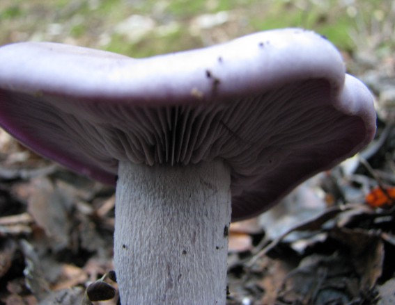 Determinazione parte2