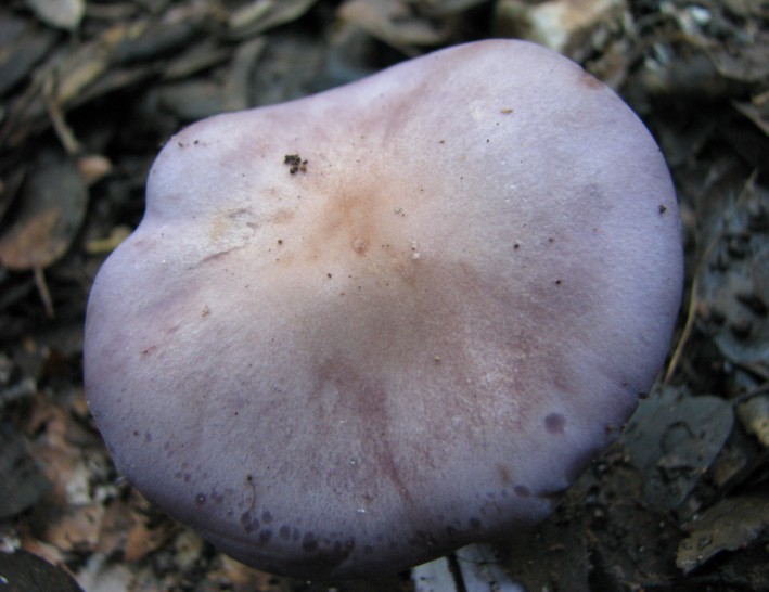 Determinazione parte2