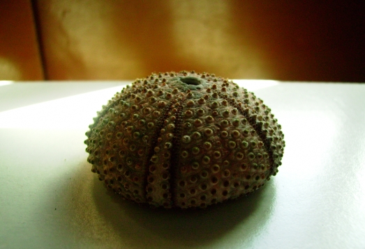 Teche: Sphaerechinus granularis, P. lividus e A. lixula