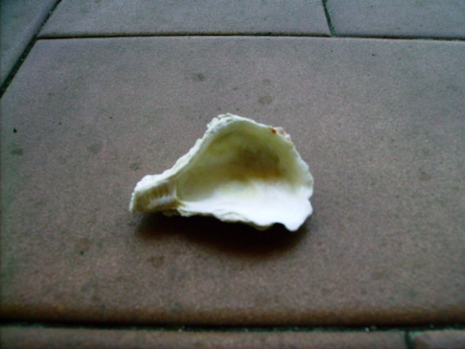 Ostrea edulis