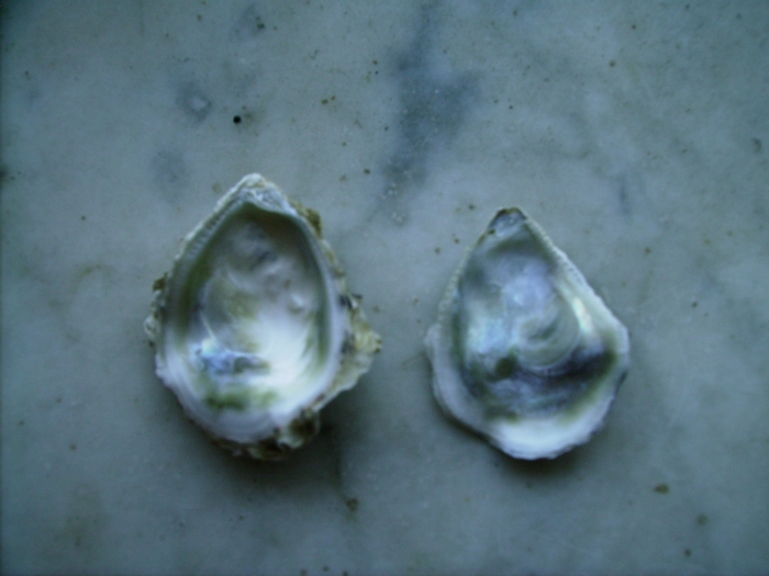 Ostrea edulis