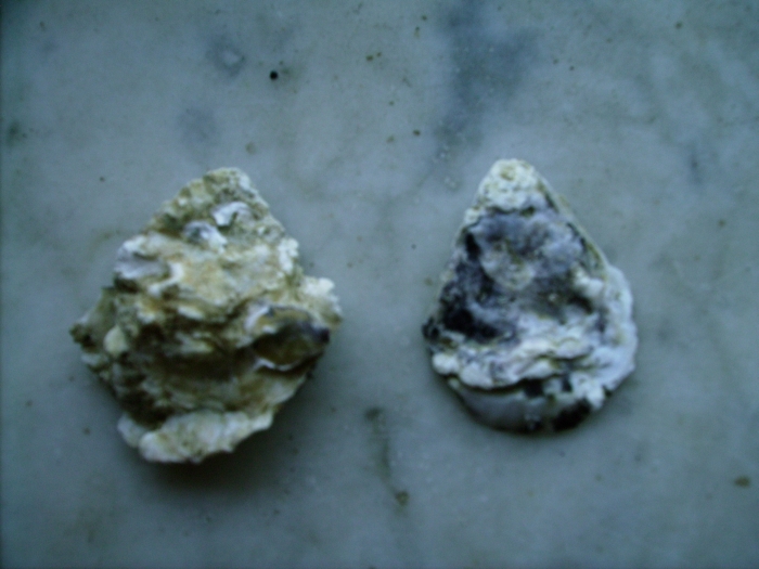 Ostrea edulis
