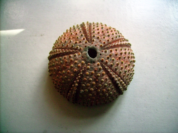 Teche: Sphaerechinus granularis, P. lividus e A. lixula