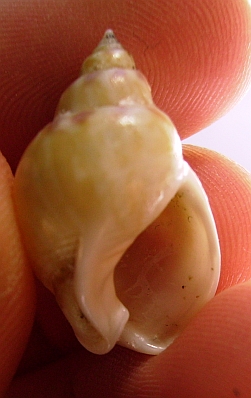 Nassarius mutabilis