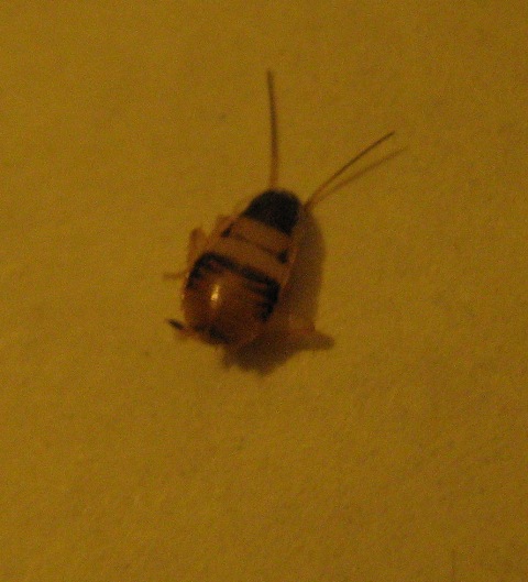 Supella longipalpa