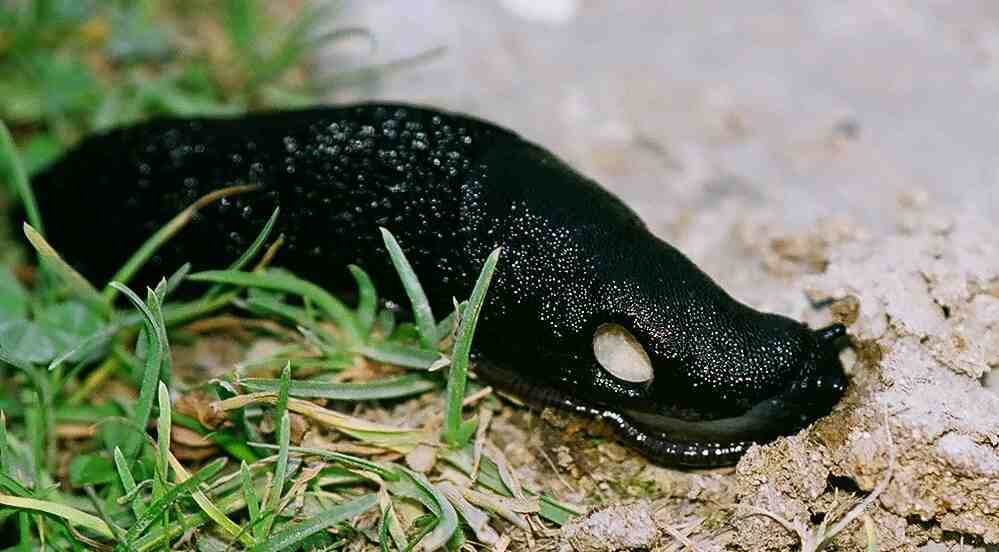 Limaccia dalla Francia