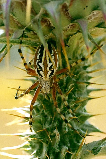 Aculepeira armida