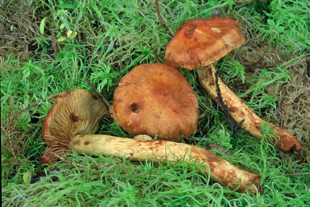 Cortinarius da determinare n�0004.