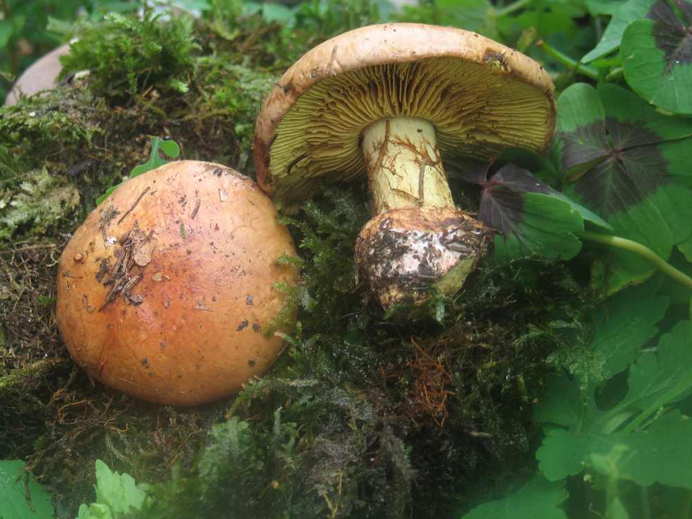 Cortinarius di pecceta