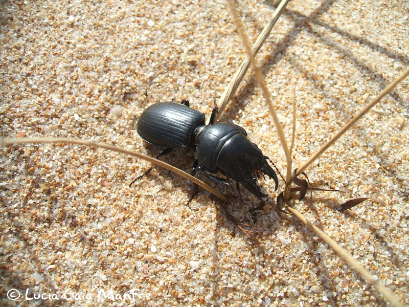 Scarites sp.