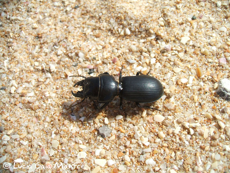 Scarites sp.