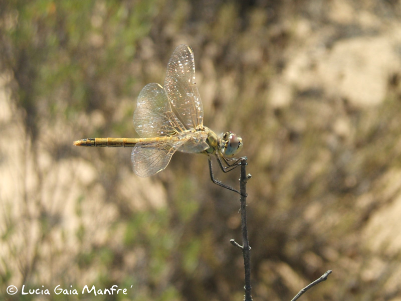 Sympetrum fonscolombii femmina