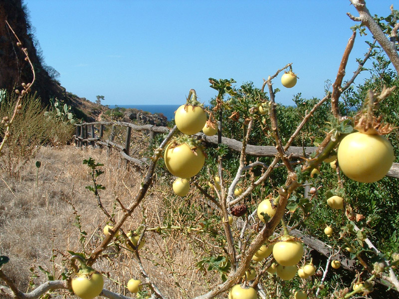 Solanum linnaeanum (=Solanum sodomaeum) / Pomo di Sodoma