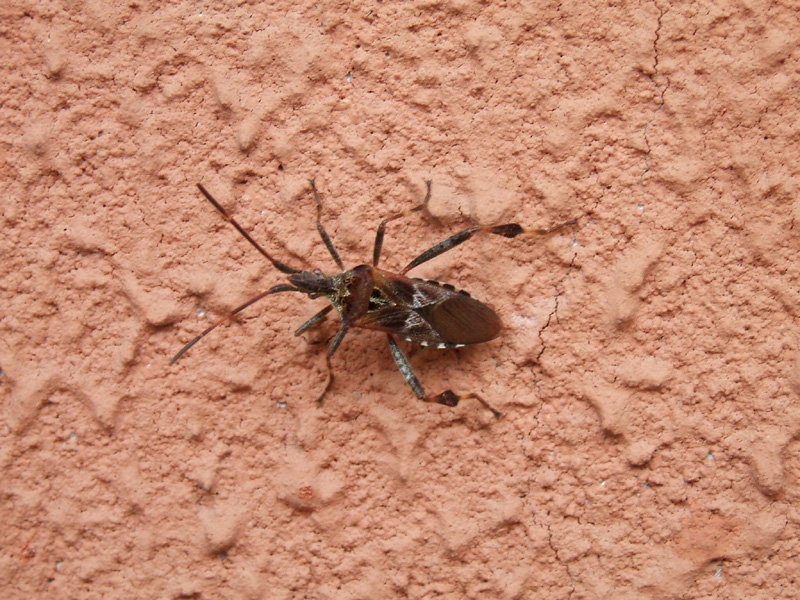 Sul muro... Leptoglossus occidentalis