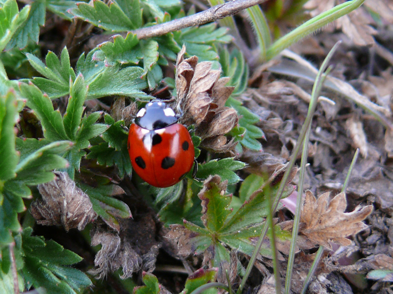 Coccinella septempunctata