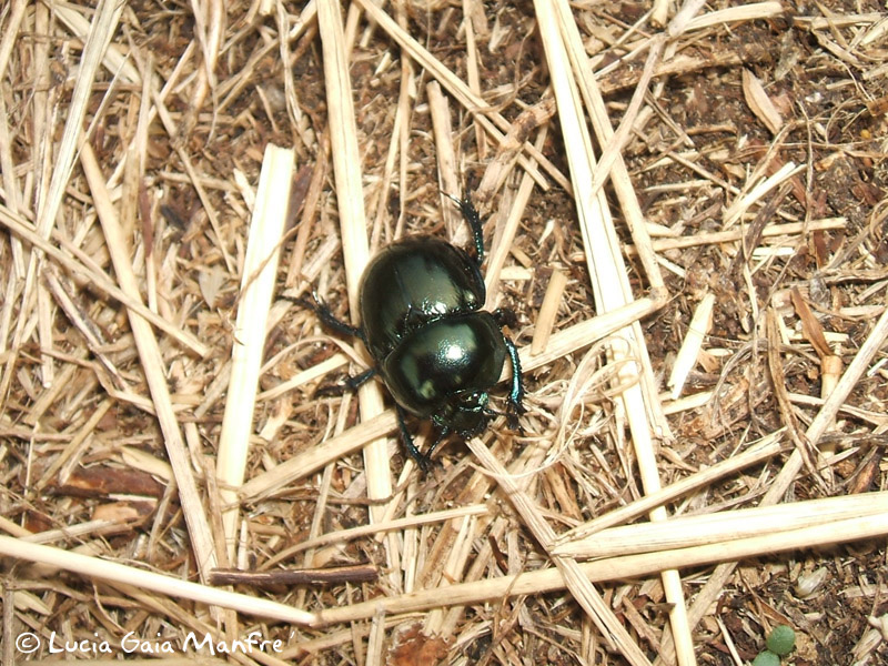 Trypocopris?