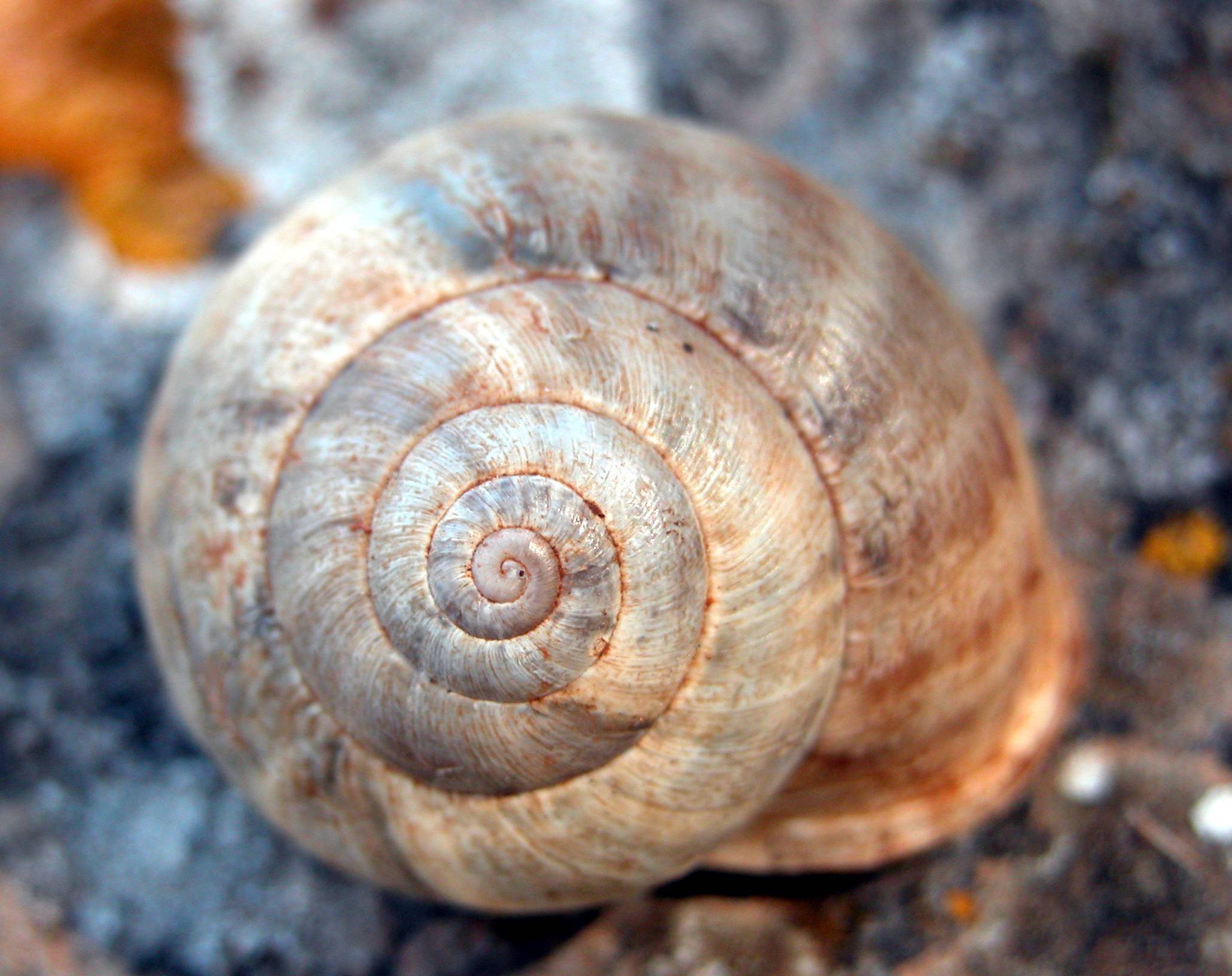 A Monte Pellegrino: tre chiocciole