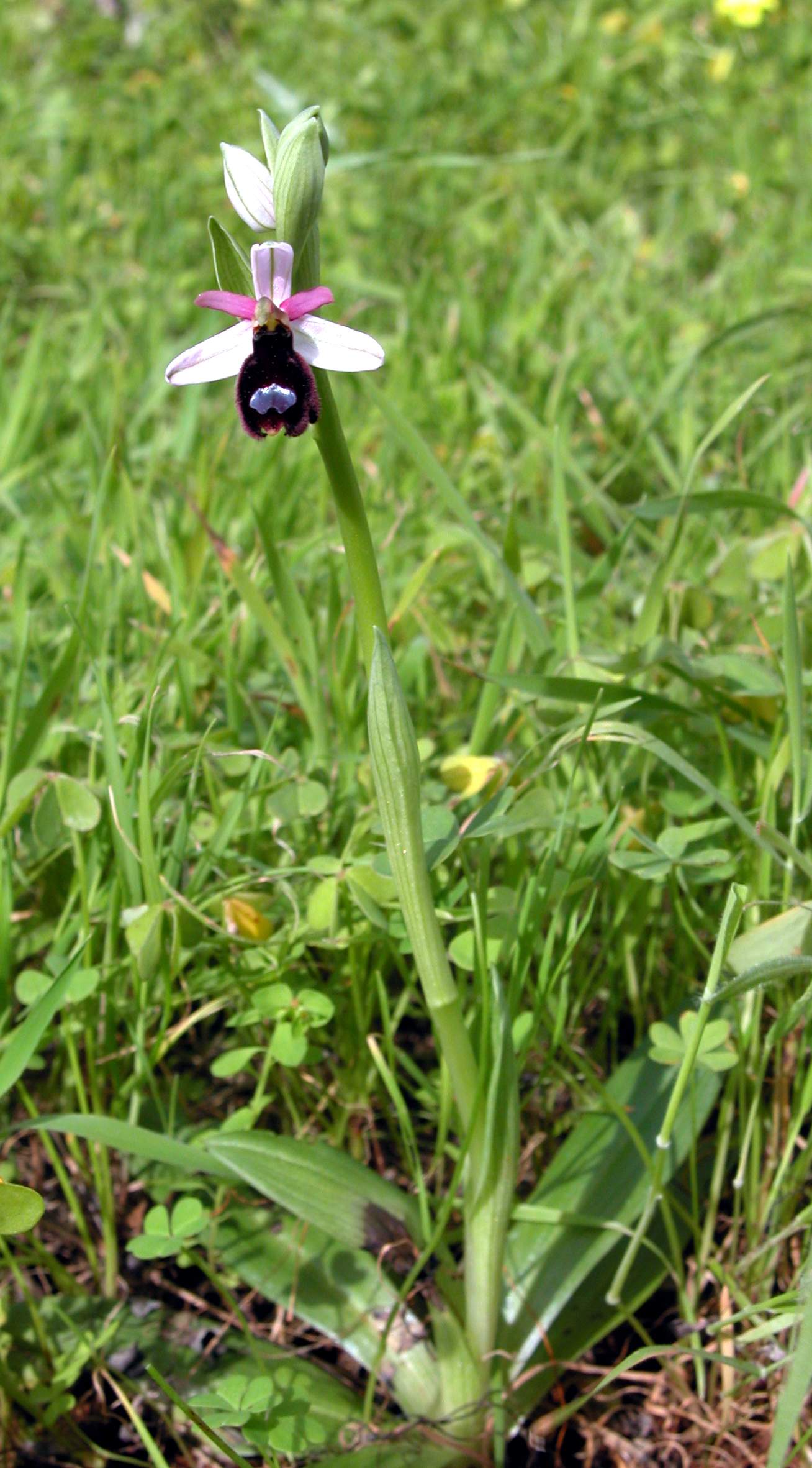 Ophrys bertolonii subsp. explanata (ed un suo lusus)