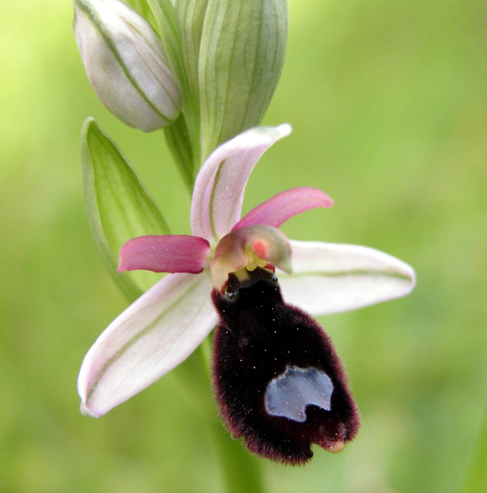 Ophrys bertolonii subsp. explanata (ed un suo lusus)