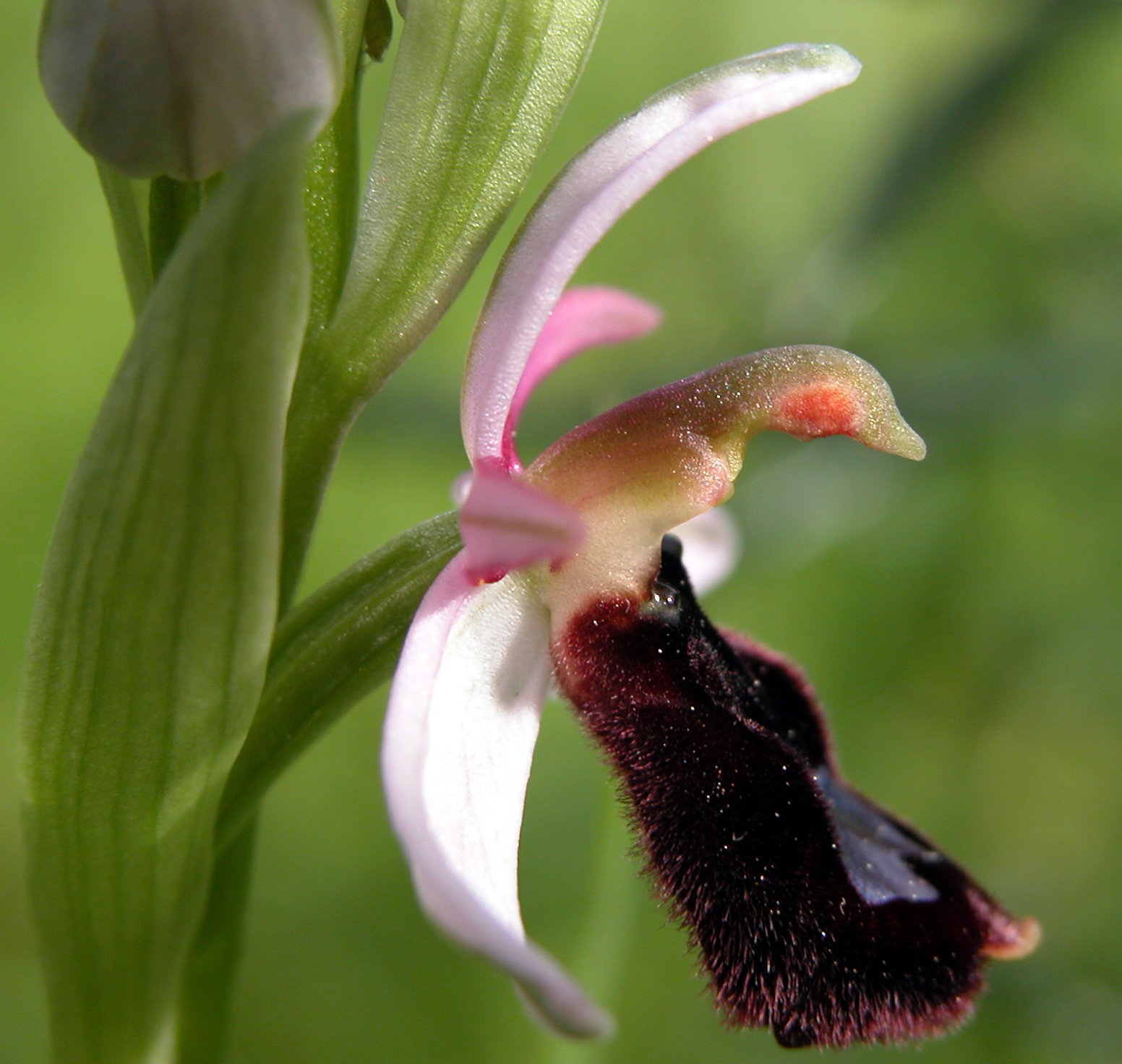 Ophrys bertolonii subsp. explanata (ed un suo lusus)