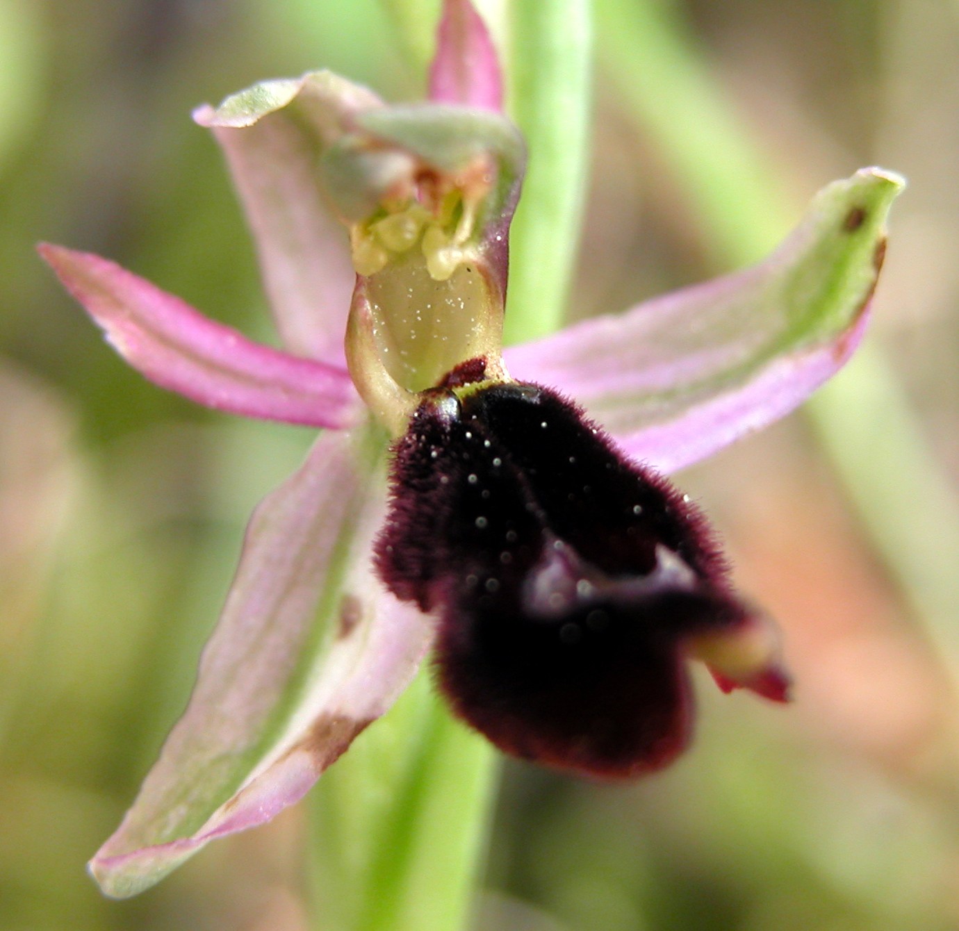 Ophrys bertolonii subsp. explanata (ed un suo lusus)