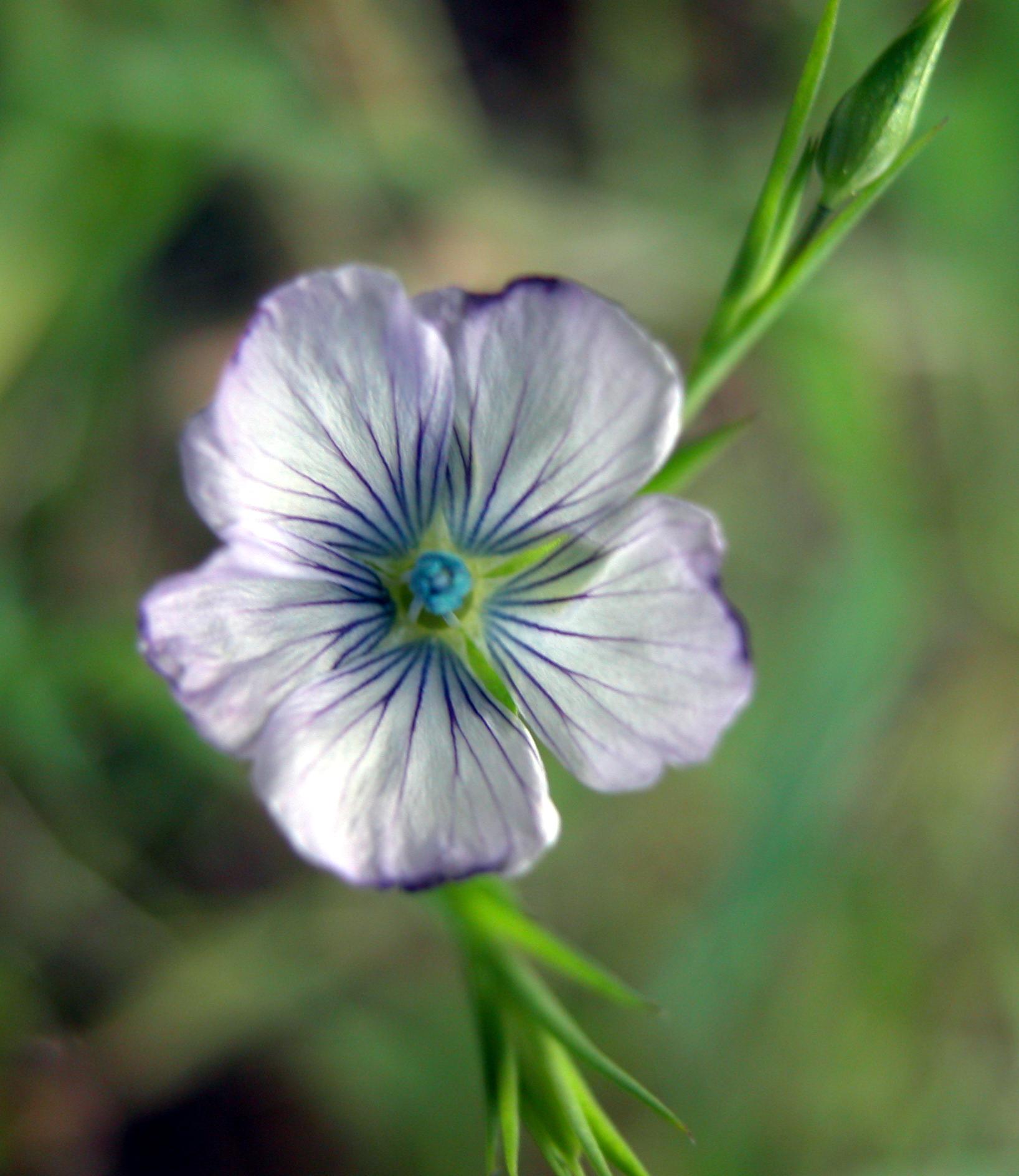 Linum usitatissimum subsp. angustifolium (=L. bienne) / Lino selvatico