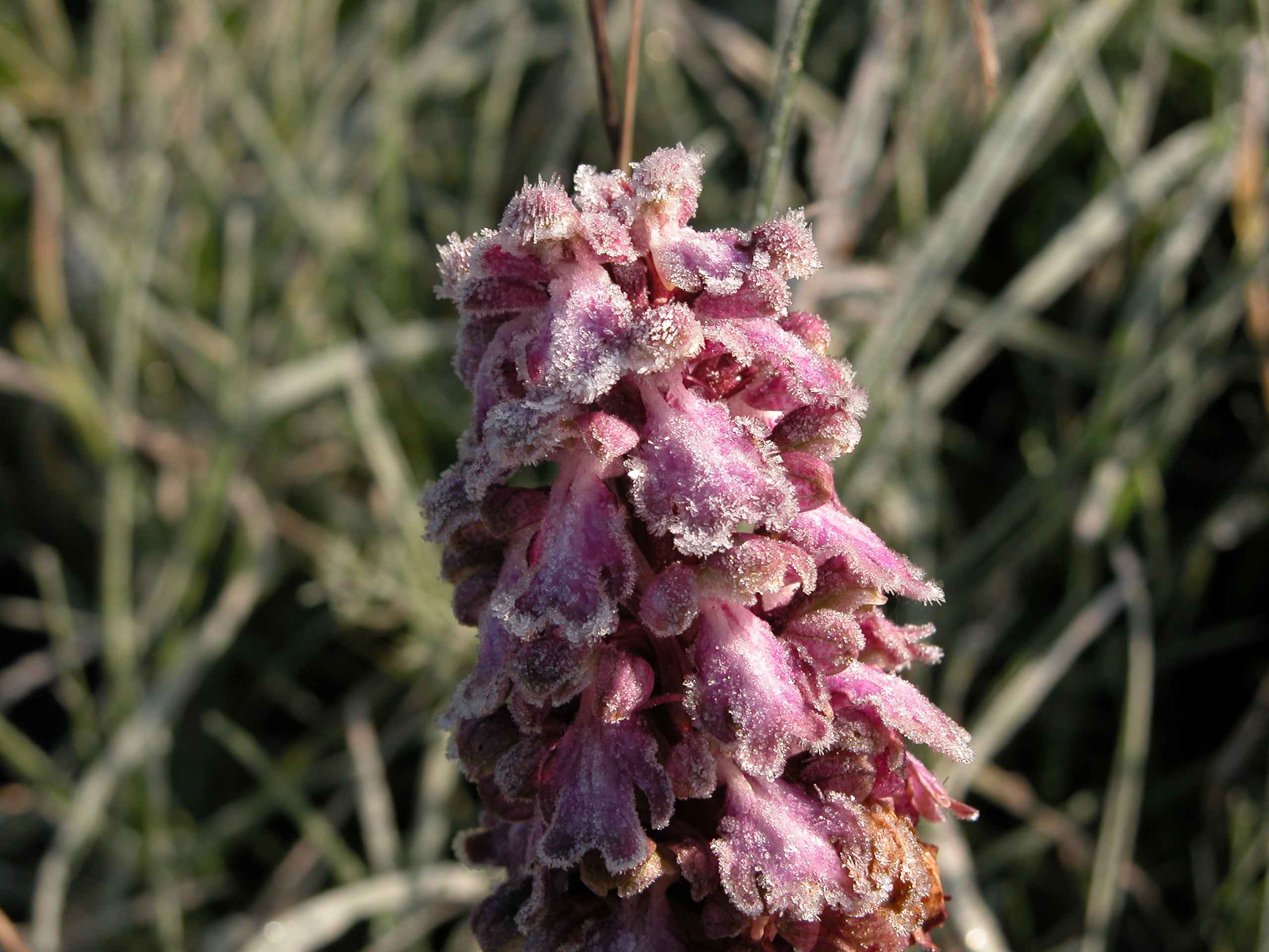 Himantoglossum robertianum... al freddo della Sicilia