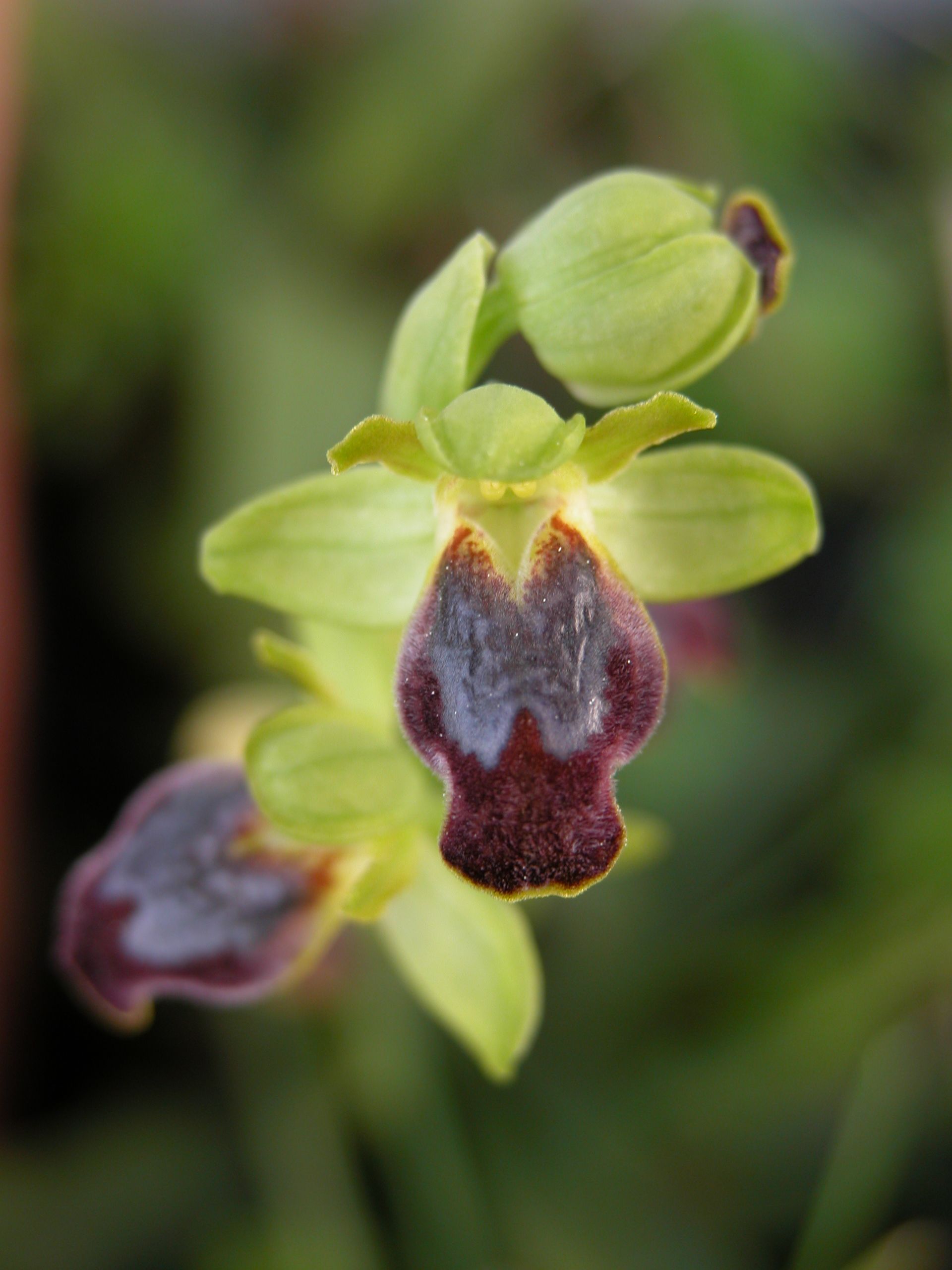 Ophrys caesiella (P. Delforge)