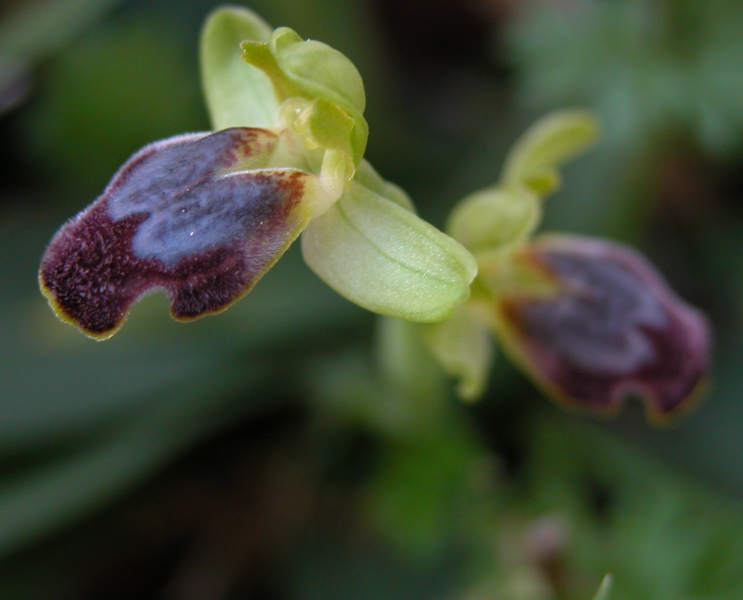 Ophrys caesiella (P. Delforge)